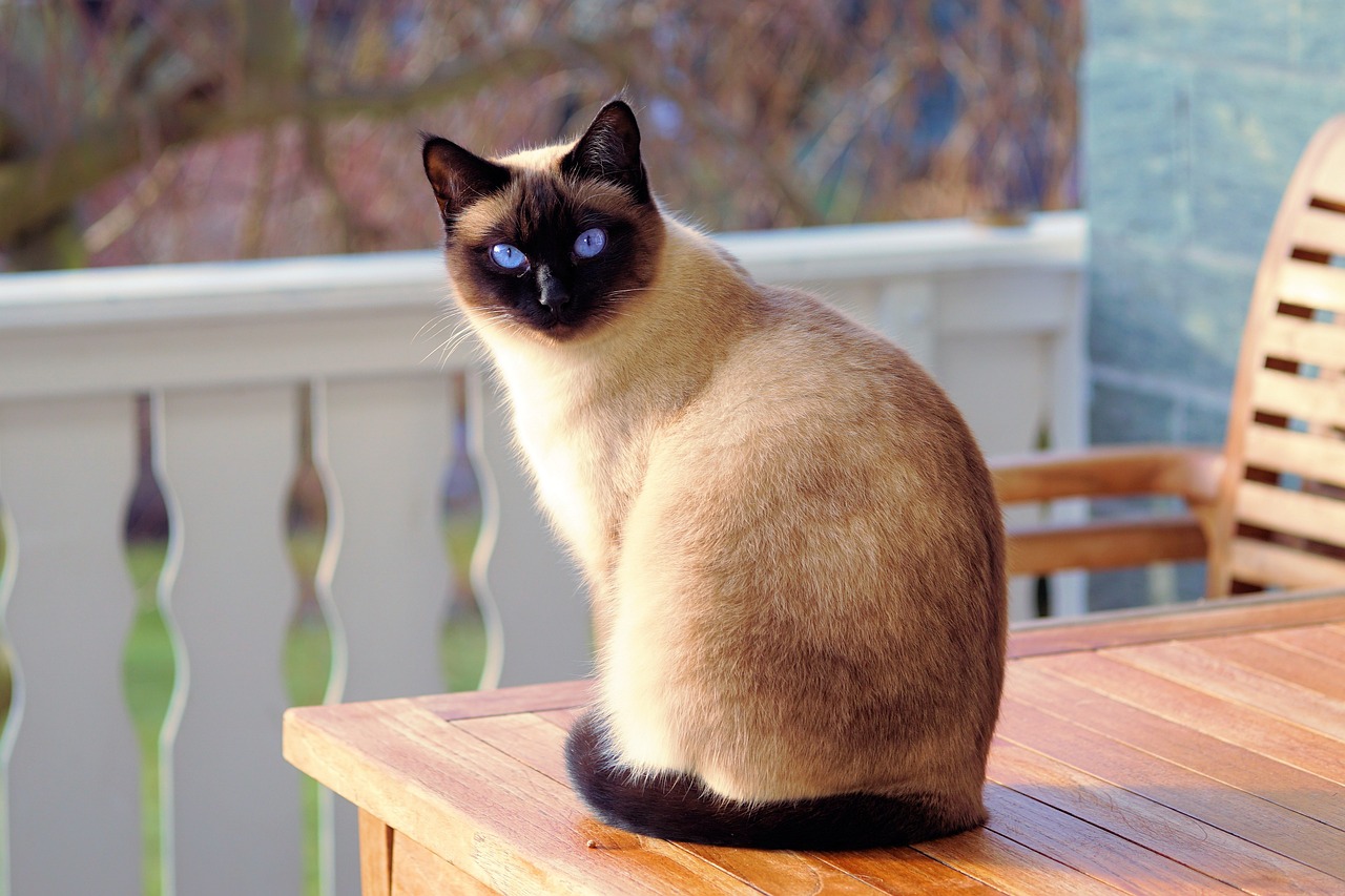 Feliz Ano Novo Para todos os Gatinhos e Gatinhas